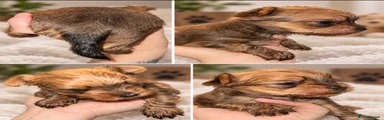 Yorkshire Terrier 2