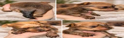 Yorkshire Terrier dogs for sale: RARE GoldDust  **  Yorkshire Terries  in Swindon - Advert 4