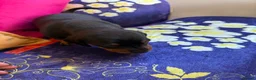 Miniature Dachshund dogs for sale: Dachshund miniature smooth hair pups - Advert 5