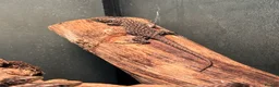 Lizard reptiles for sale: Baby jewelled lacerta  european eyed lizards - Advert 5