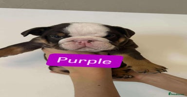 English Bulldog dogs - Advert 7