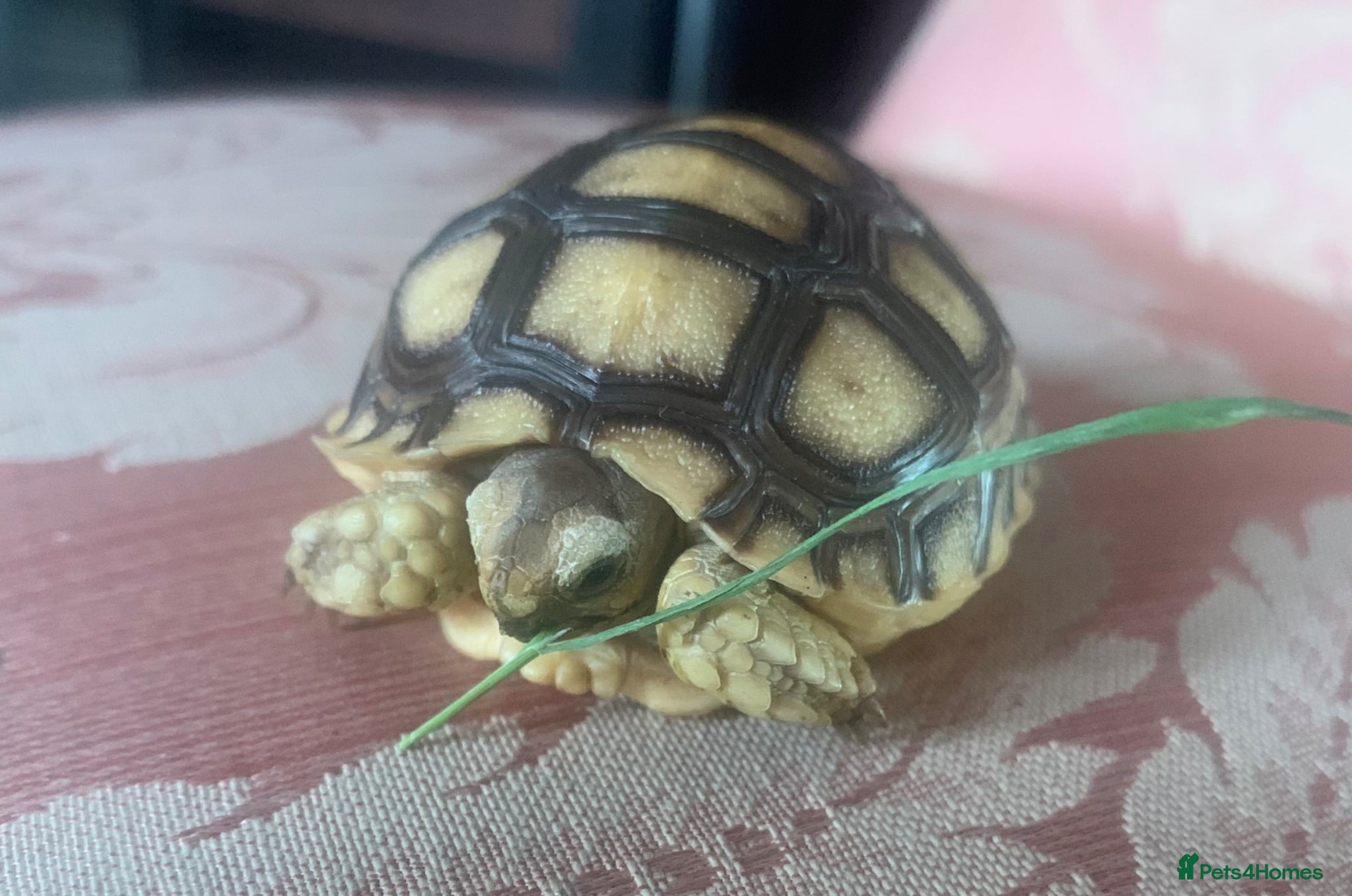 Tortoise reptiles Sulcata tortoise hatchlings ( 1 left ) - Advert 14