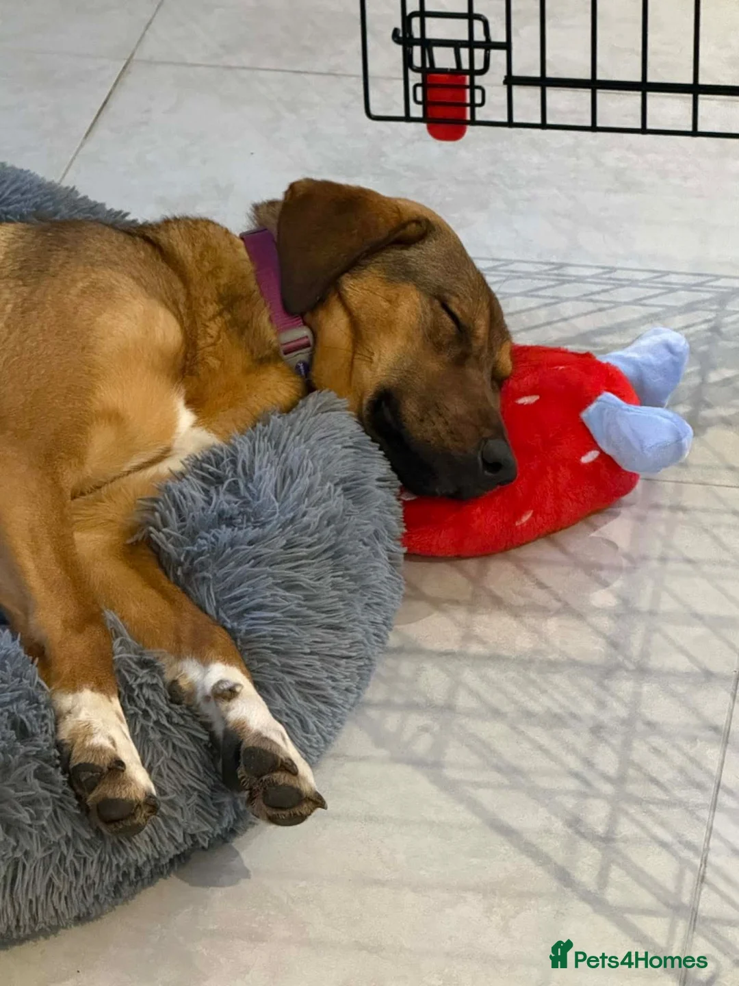 Mixed Breed dogs for adoption: Ira is looking for her forever home in Dunmow - Advert 3