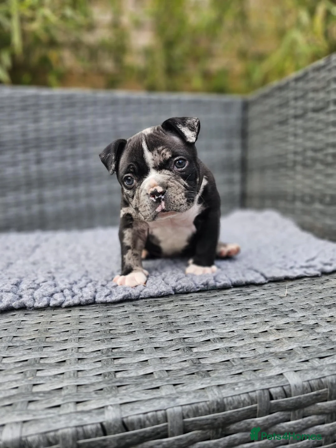 American Bulldog dogs for stud: Black Trindle merl micro pocket bully stud  in Sutton-in-Ashfield - Advert 3