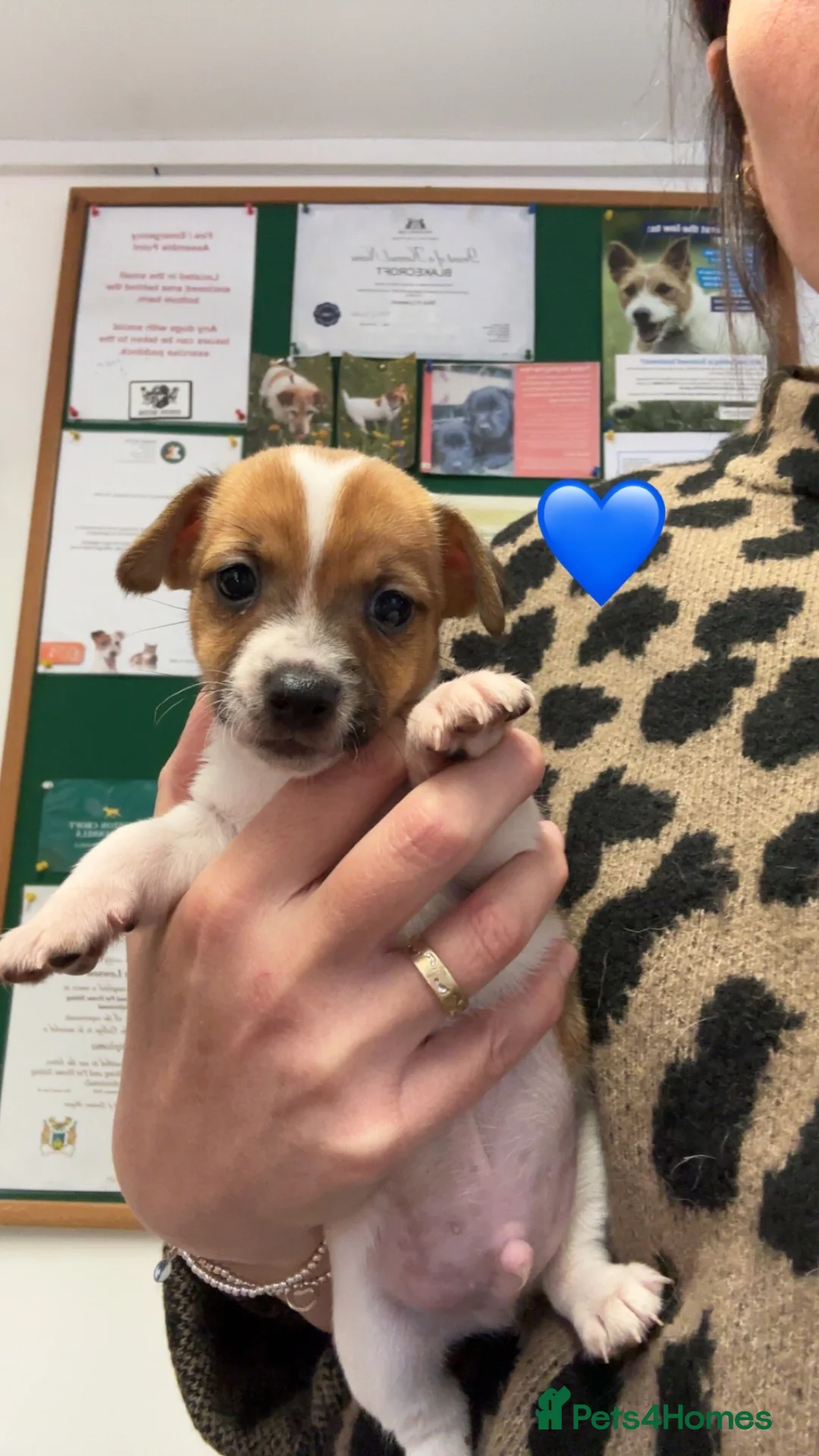 Jack Russell dogs for sale: True miniature Jack Russell’s  - Advert 18