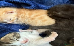 Domestic Shorthair cats for sale: Domestic Shorthair - Image 14