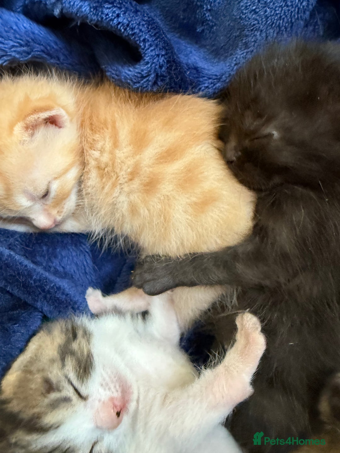 Domestic Shorthair cats for sale: Domestic Shorthair - Image 14