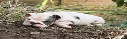 English Bulldog dogs for sale: Rare mini english bulldogs  - Advert 31