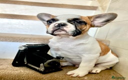 French Bulldog dogs for sale: Adorable Frenchie Puppies Seeking Forever Homes - Image 25