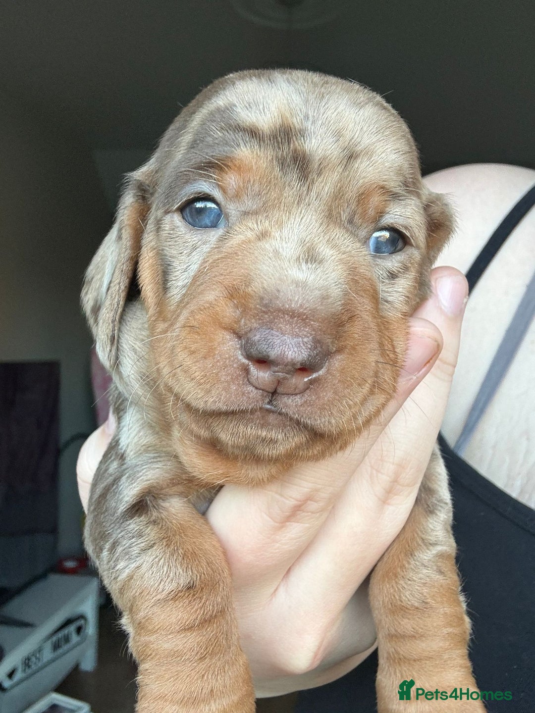 Miniature Dachshund dogs for sale: Miniature Dachshunds  - Advert 14