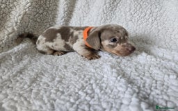Miniature Dachshund dogs for sale: Miniature dachshund puppies kc reg  - Image 10