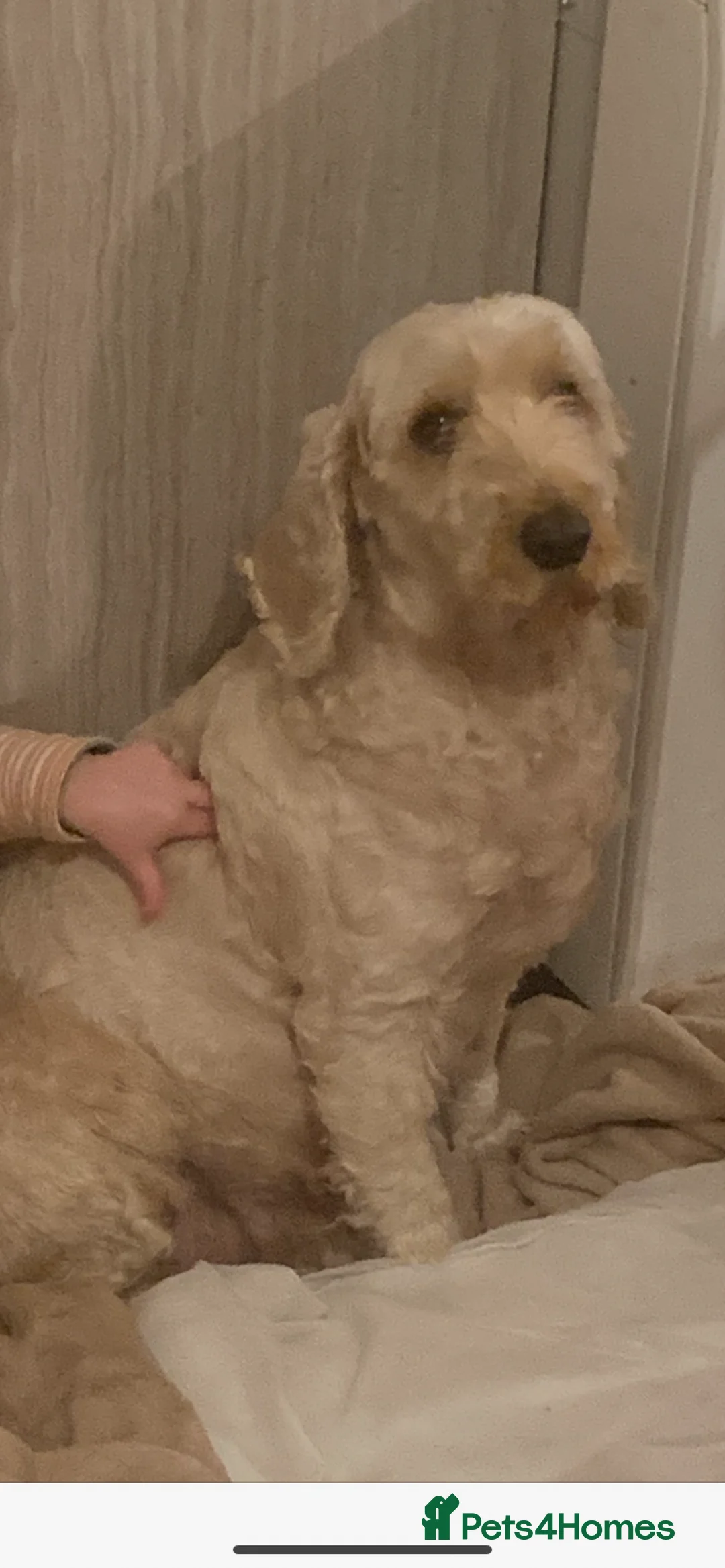 Cockapoo dogs for sale: Lovely adorable puppies  in Norwich - Advert 1