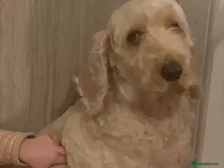 Cockapoo dogs Lovely adorable puppies - Advert 1