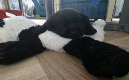 Mixed Breed dogs for sale: Adorable Black Lab Mix - Image 15