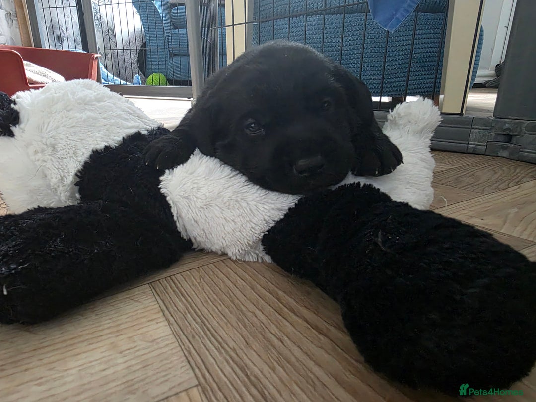 Mixed Breed dogs for sale: Adorable Black Lab Mix - Image 15