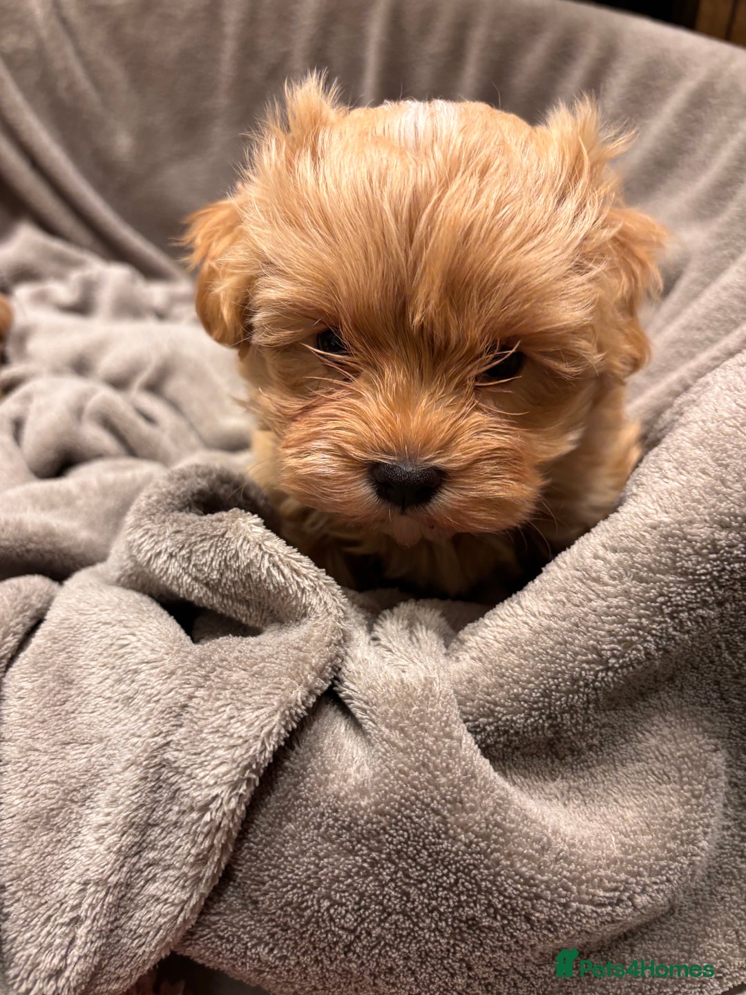 Maltipoo dogs for sale: TINY F1 Fully health tested Girls - Advert 11