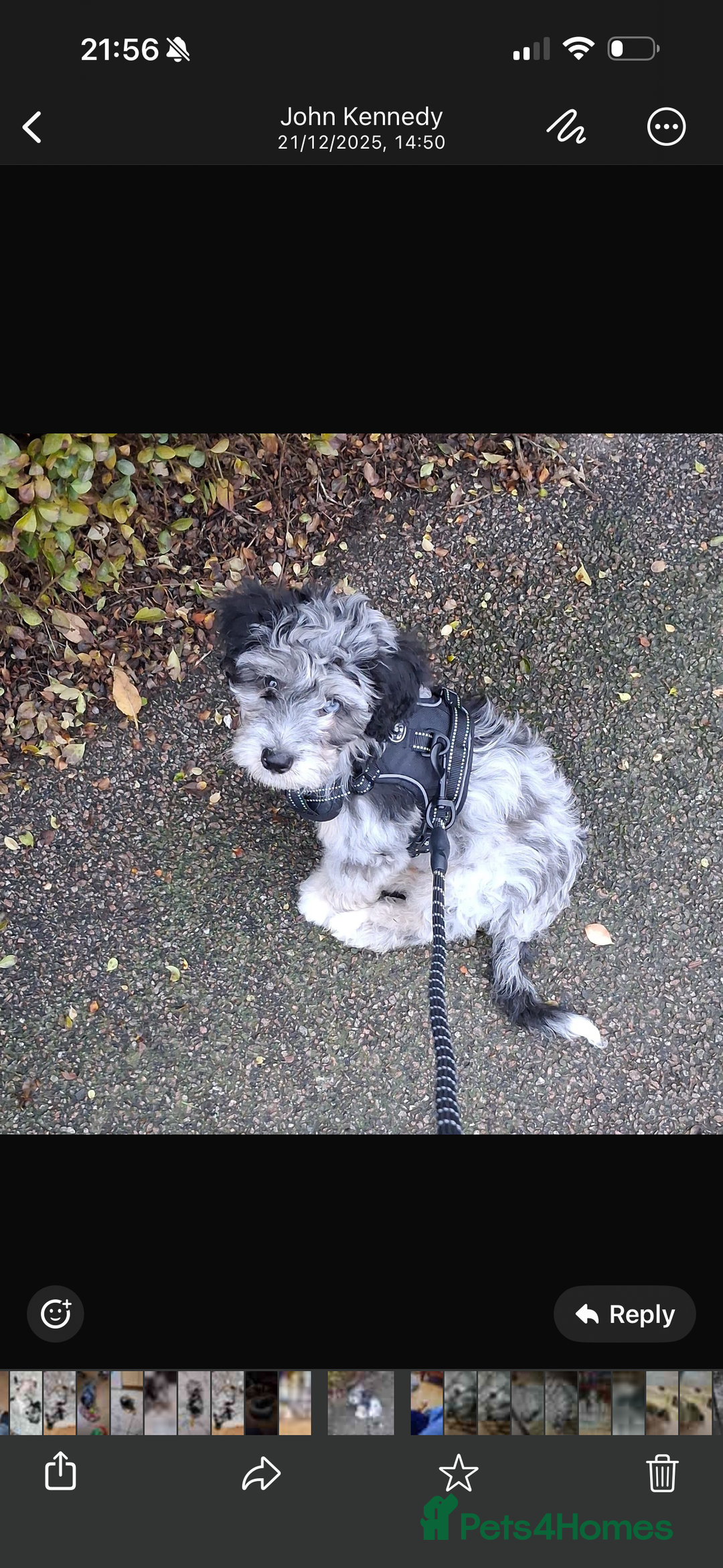 Cavapoochon dogs for sale: Cavapoochon puppy - Advert 3