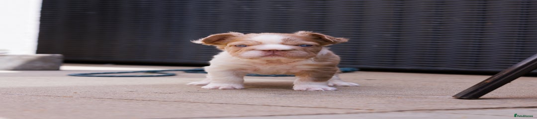 French Bulldog Puppy 1