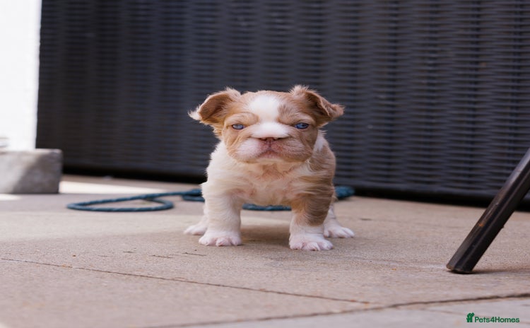 French Bulldog dogs - Advert 5