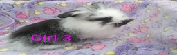 Mini Lion Lop rabbits for sale: Mini lop and mini lion lops - Advert 5