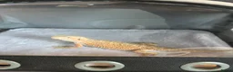Bearded Dragon reptiles for sale: 2-3 months old red hypo bearded dragon  - Advert 6