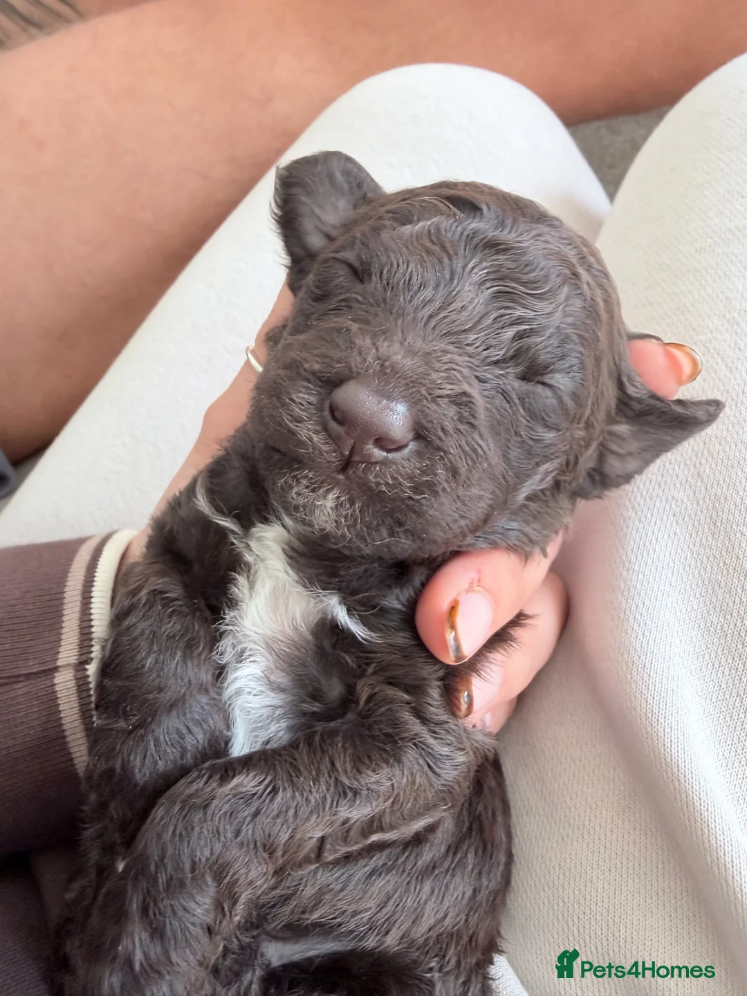 Sproodle dogs for sale: 7 Beautiful Sproodle Puppies - Advert 2