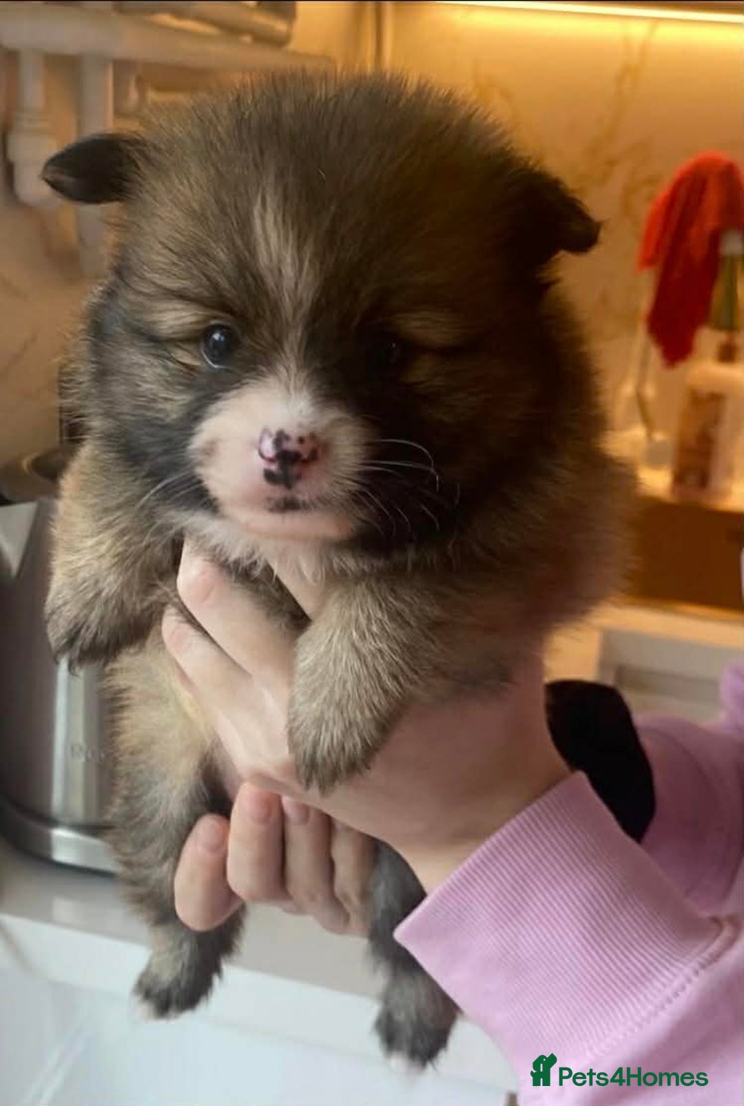 Pomeranian dogs for sale: Beautiful Pomeranians 🤍 - Advert 1