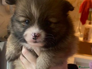 Pomeranian dogs Beautiful Pomeranians 🤍 - Advert 1