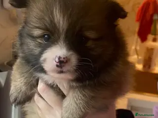 Pomeranian dogs Beautiful Pomeranians 🤍 - Advert 6