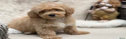 Mixed Breed dogs for sale: Exquisite litter of CAVAPOOCHONS ready now  - Advert 4