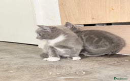 Russian Blue cats for sale: Kitchens  - Image 3