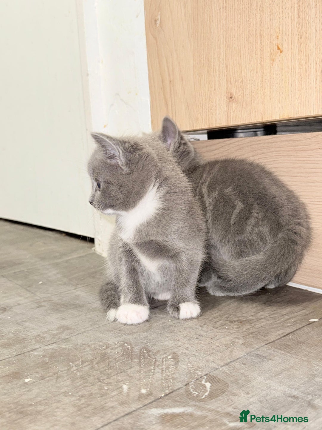 Russian Blue cats for sale: Kitchens  - Image 3