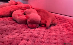 Pug dogs for sale: 10 beautiful pink pugs looking for there new home  - Image 6