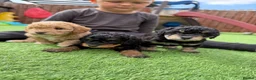 Jackapoo dogs for sale: Jackapoo Puppies - Advert 8