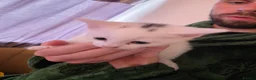 Mixed Breed cats for sale: 3 female kittens in Glasgow - Advert 3