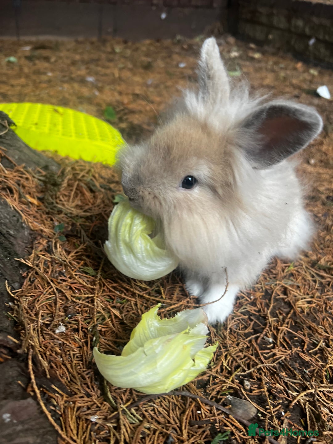 Lionhead rabbits for sale: Gorgeous Lionhead Rabbits Looking for Loving Homes - Image 2