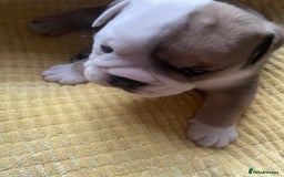 English Bulldog dogs for sale: 4 KC English Bulldog Puppies  - Image 11