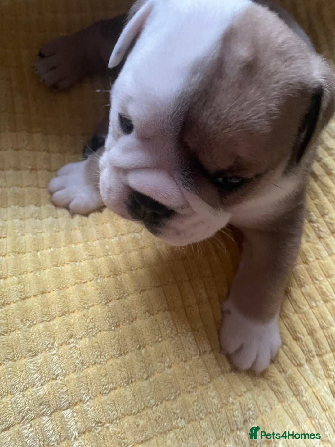 English Bulldog dogs for sale: 4 KC English Bulldog Puppies  - Image 11