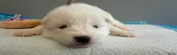 Samoyed dogs for sale: 5 stunning Samoyed in Warrington - Advert 24