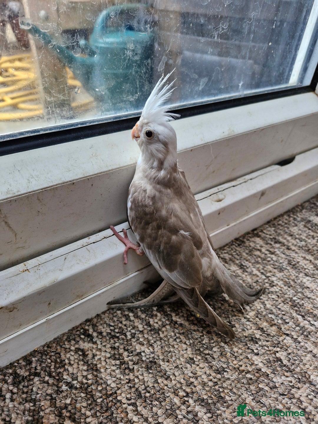 Cockatiels birds for sale: Semi tame baby cockatiels  - Image 2