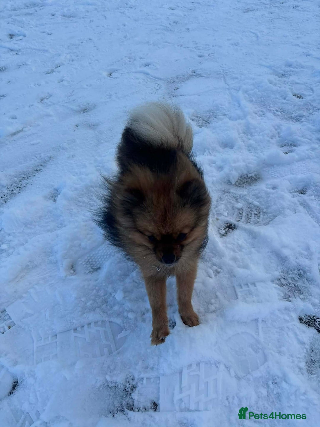 Pomeranian dogs for sale: Pomeranian puppies - Advert 9