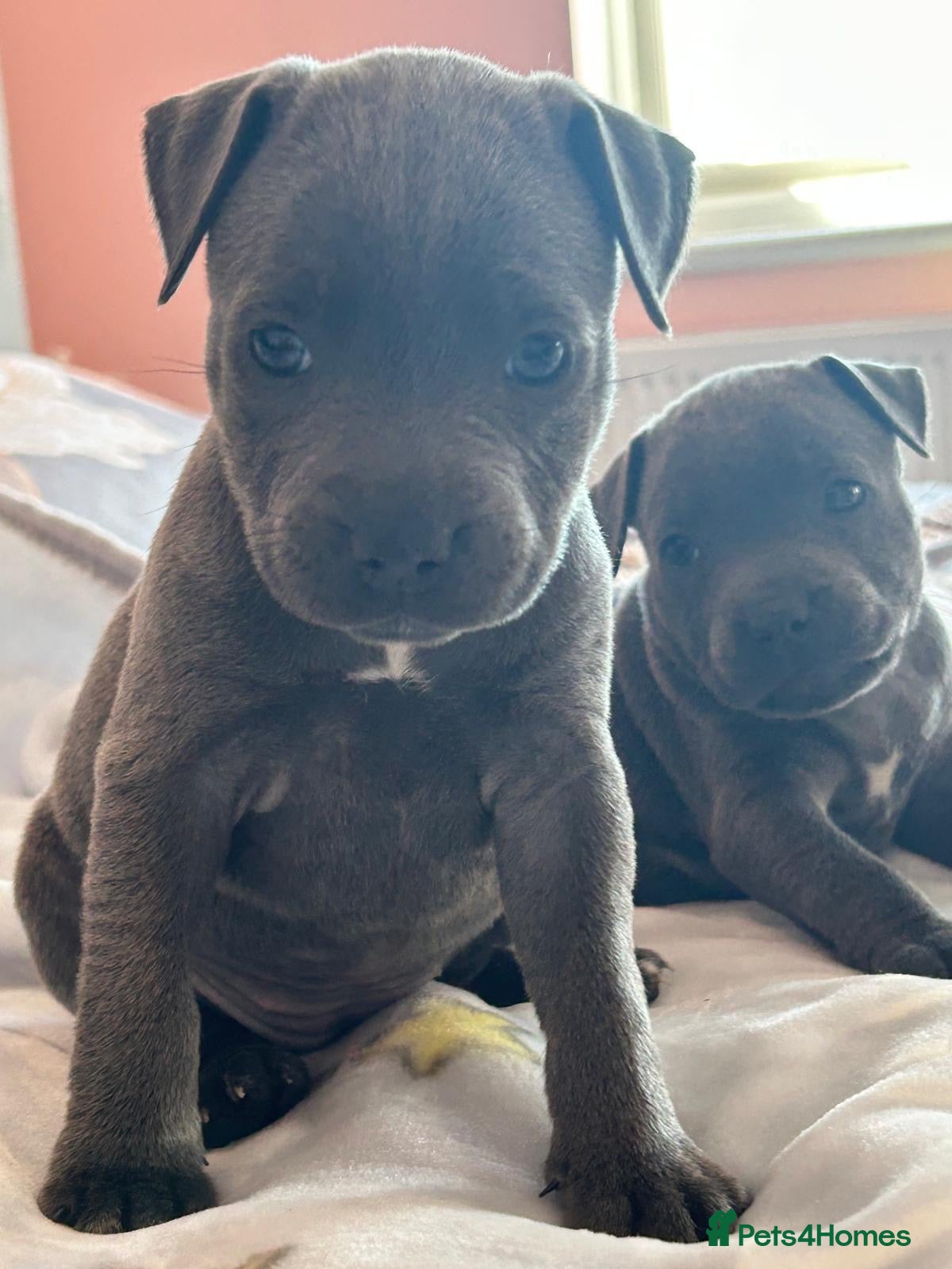 Staffordshire Bull Terrier dogs Staff puppies 2 girls available 🩷🩷 - Advert 1