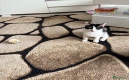 Domestic Shorthair cats for sale: Tabbies - Image 10