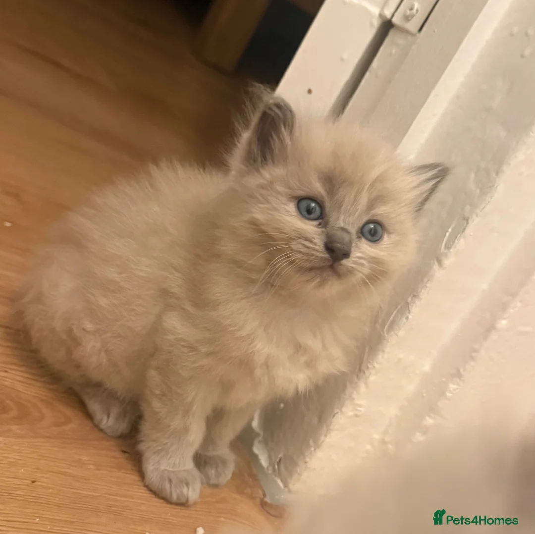 Ragdoll cats for sale: 4 gorgeous ragdoll kittens! in Hull - Advert 4