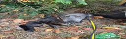 Mixed Breed dogs for adoption: Sheena - Stowmarket Suffolk  in Stowmarket - Advert 6