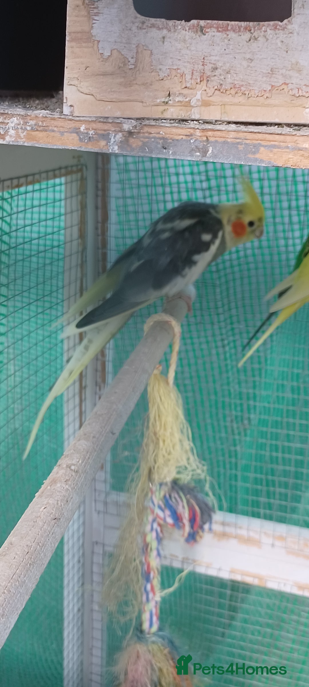 Cockatiels birds for sale: 3 cocketiels for sale - Image 2