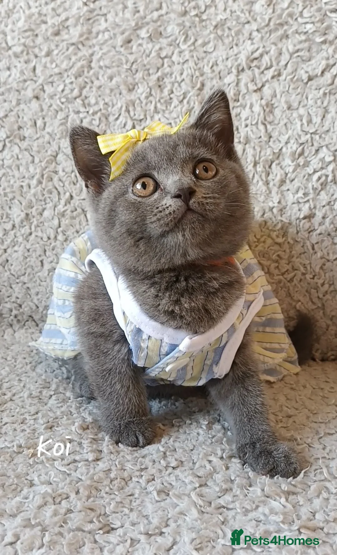 British Shorthair cats for sale: Pure British Shorthair Princess  - Advert 2