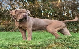Mastiff dogs for sale: Mastiff pups  - Image 22