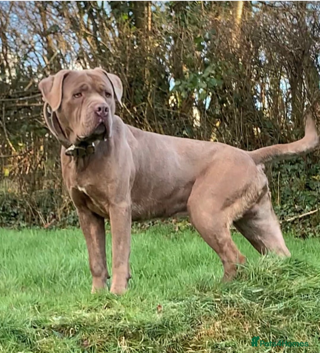 Mastiff dogs for sale: Mastiff pups  - Image 22