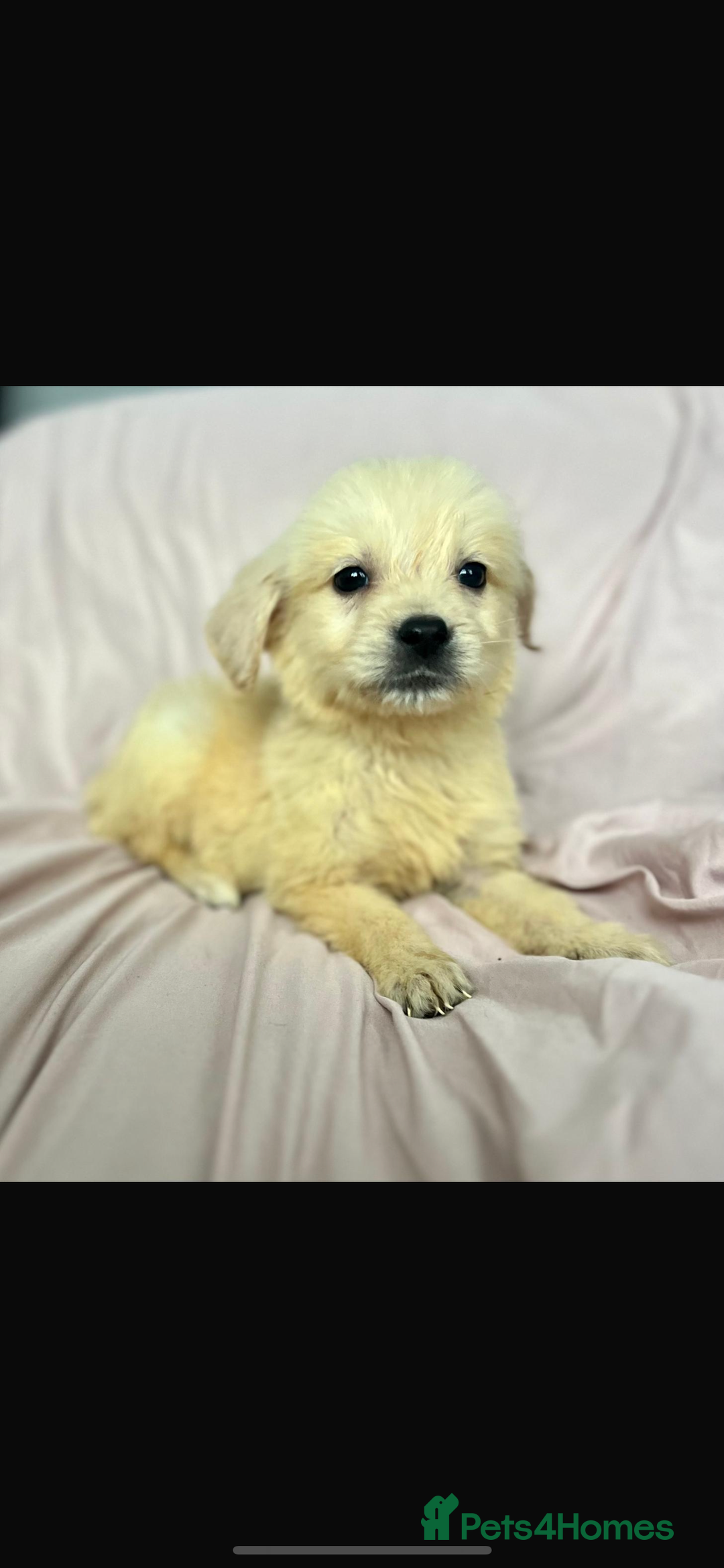 Golden Retriever dogs for sale: 🌟Beautiful champion🏆Golden retriever puppies🌟  - Image 2